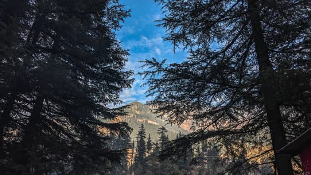 Looking up through a stand of deodar pines
