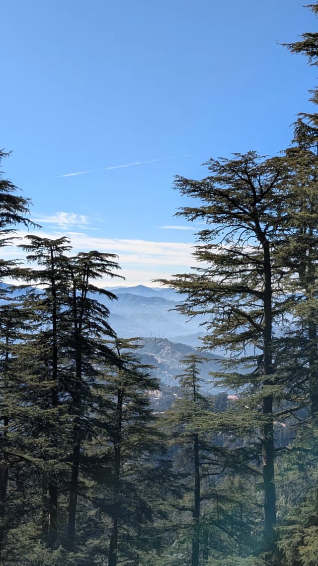 Pines opening onto a valley below